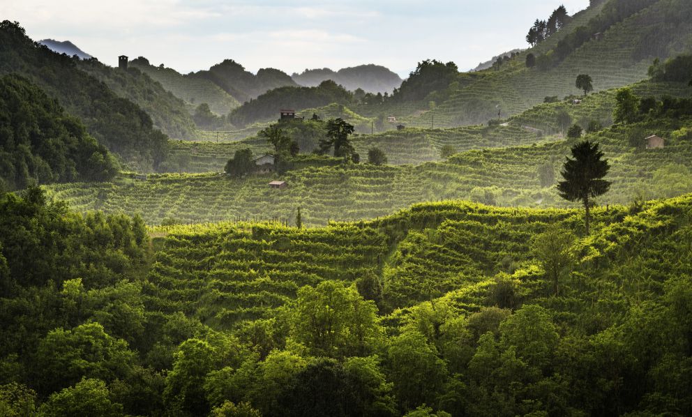 Conegliano Valdobbiadene Docg: lasciarsi stupire da vino e territorio

