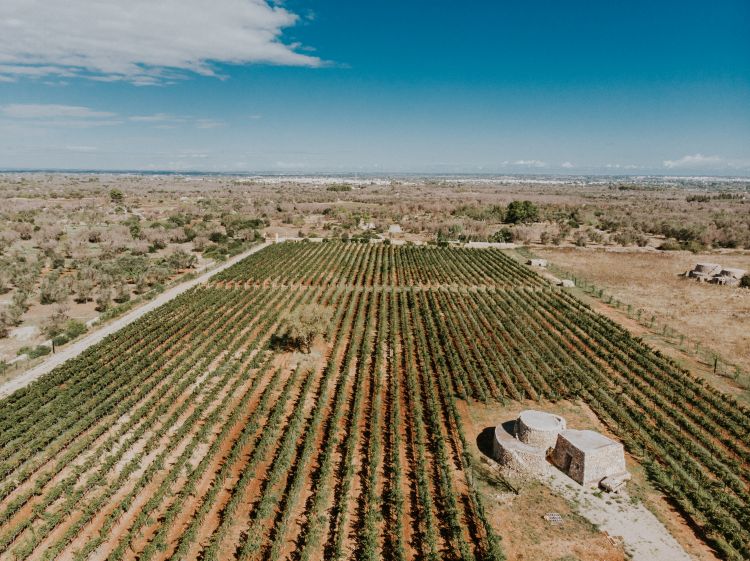 Parte dei terreni trasformati in vigneto
